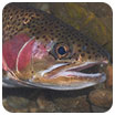 rainbow trout head